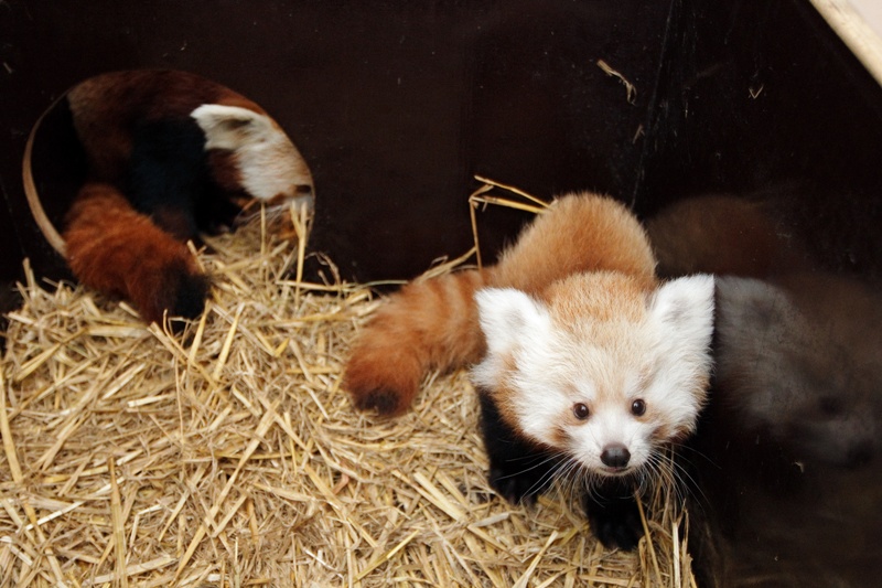 Mládě pandy červené, foto (c) Tomáš Adamec, Zoo Praha